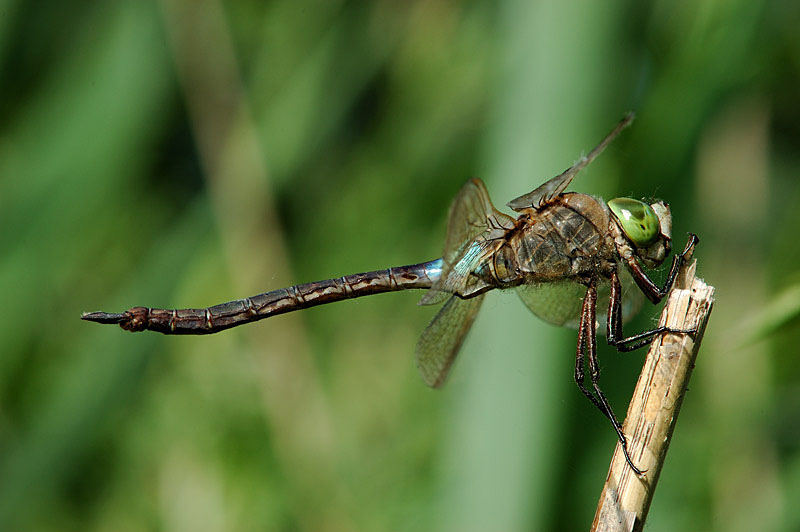 Anax parthenope